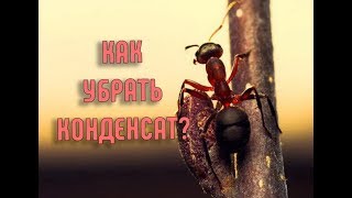 Как убрать конденсат в формикарии | Эффективный и простой способ