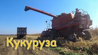 Уборка кукурузы! Case 2166