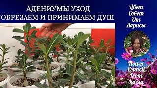 АДЕНИУМЫ УХОД | ОБРЕЗКА И ПРИНИМАЕМ ДУШ 4К
