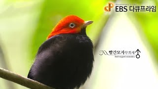 EBS 다큐프라임 - Docuprime_수컷들 2부- 예술의 탄생_#002