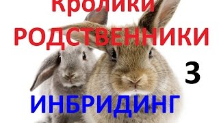 родственное спаривание кроликов инбридинг 7 дней часть 3