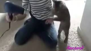 Приколы с разными животными