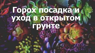 Горох посадка и уход в открытом грунте