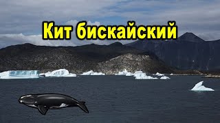 Русская рыбалка 3. Кит бискайский.