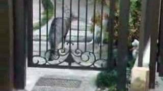 猫の鳴き声　かわいい！