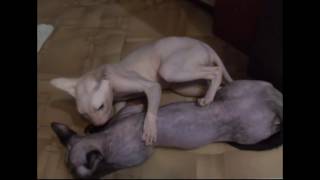 Сфинксы вязка 1 день. Sphynx cat