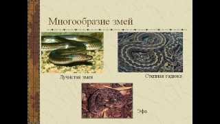Виртуальное путешествие. Многообразие пресмыкающихся