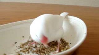 java sparrow eating millet  ララビス