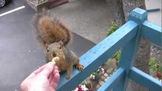 Feeding the birds and along came a squirrel