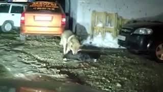 В КАЛУГИ ВОЛКИ НАПАДАЮТ НА ЛЮДЕЙ И ЖИВОТНЫХ