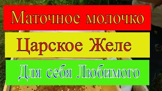 Сбор маточного молочка.