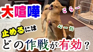 柴犬の子犬と先住犬の大喧嘩を止めるにはどの作戦が通用するのか？