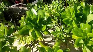 Мальдивы, Остров Тодду Thoddo, Bikini Beach Thoddo Maldives Пляж