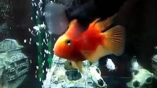 Aquarium with cichlids (Аквариум с цихлидами )