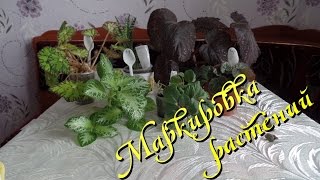 Маркировка комнатных растений мои советы