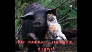 Кошка и свинья. Котята-поросята? Что общего? /Cat and pig