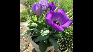 Выращивание эустомы низкорослой из семян (eustoma).