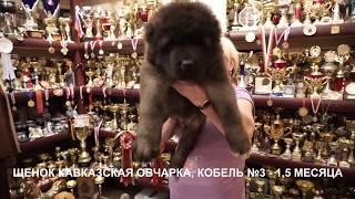Щенки кавказская овчарка, продажа. www.r-risk.ru +79262205603 Татьяна Ягодкина