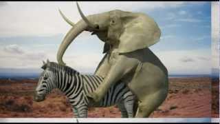 Elephant and Zebra mating - breeding FOR THE LADIES