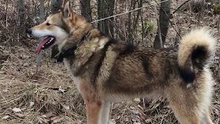 Охоты на кабана и становление молодой зверовой лайки