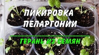 Как и когда пикировать ? пеларгонию или герань?
