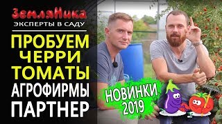 Томаты черри: Каменный Цветок, Вера, Ваше благородие. Семена партнер.
