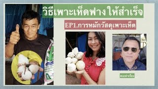 วิธีการเพาะเห็ดฟางให้สำเร็จ EP.1การหมักวัสดุเพาะกากมัน (การเพาะเห็ดฟางในโรงเรือน)