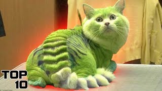 Top 10 INSANE Pet Transformations