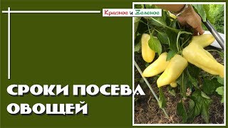 Сроки посева овощей