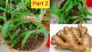 गमले में उगाएँ अदरक।अदरक उगाने की पूरी जानकारी।How to grow Ginger in Pot with 100%success Rate?Part2