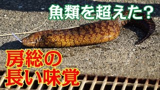 見た目から想像できない！うつぼ料理が高級魚を凌駕する