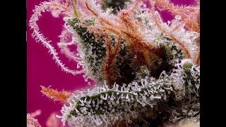Mini documental: Cannabis México – De la semilla a la cosecha