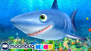 Canción del tiburón | Canciones infantiles | Canción original de LBB Junior