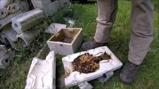 When bumble bees attack!!!!!