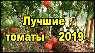 Лучшие сорта томатов 2019. Самые вкусные помидоры.