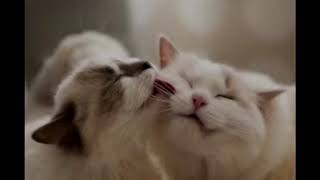 즐거운 시간을 보내는 고양이 울음소리(ASMR, Happy cat sound)