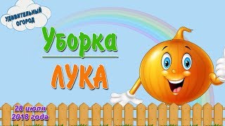 Уборка лука из севка