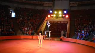 Child Handbalancing Circus Act Equilibrium Acrobatics