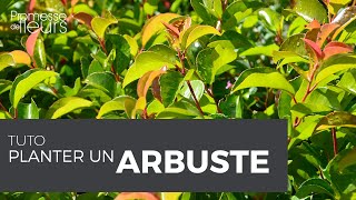 Tuto : comment planter un arbuste?