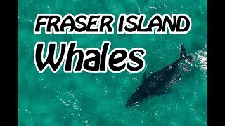 FLYING with Whales - Hervey Bay.  How Many Whales are there?