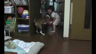 バセンジーvs希音 風船争奪合戦 The girl struggles for the balloon to the Basenji.