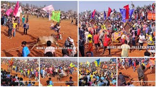 Top bulls in vanamangalam jallikattu ||Hori Habba Jallikattu