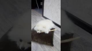 померанский шпиц белый крем