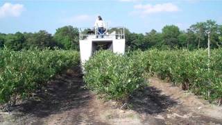 DiMeo Family Picking Blueberries - DiMeo Blueberry Farm & Blueberry Plants Nursery