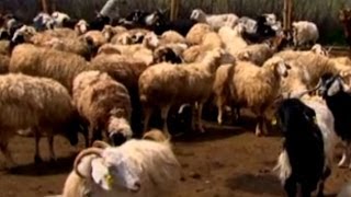 Hayvancılık - Koyun Ve Keçi Yetiştiriciliği 1. Bölüm