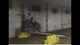 donkey jumping (прыгающий ослик)