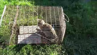 Catching a Wild Cat in Tasmania