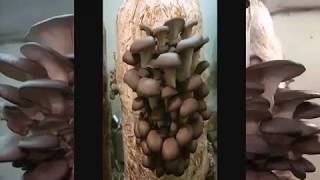 Покадровая съёмка роста вешенки.