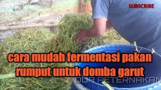 Cara pembuatan pakan fermentasi (silase) untuk domba garut
