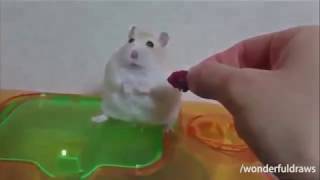 Traumas de Guerra Animales traumados Compilation parte 1